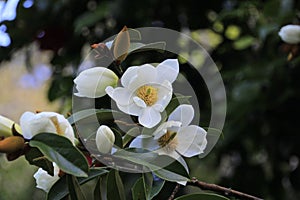 Photo of the Flower of Fairy Magnolia White