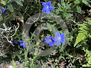 Photo of the Flower of Glandora Prostrata Shrubby Gromwell Creeping Gromwell or Purple Gromwell photo