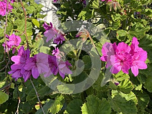 Photo of the flower of Horseshoe geranium , Common pelargonium , Horseshoe Stork`s-bill