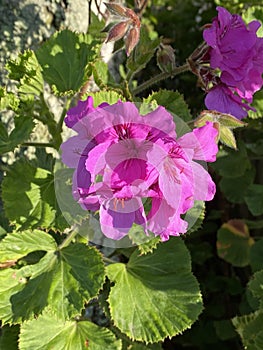 Photo of the flower of Horseshoe geranium , Common pelargonium , Horseshoe Stork`s-bill