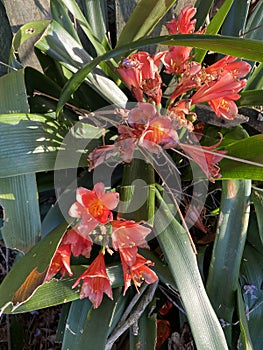 Photo of the flower of Kaffir lily, Bush lily or Natal Lily