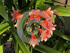 Photo of the flower of Kaffir lily, Bush lily or Natal Lily