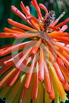 Photo of the flower of Kniphofia