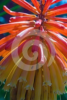 Photo of the flower of Kniphofia