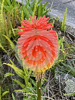Photo of the Flower of Kniphofia Uvaria Tritomea Torch Lily or Red Hot Poker photo