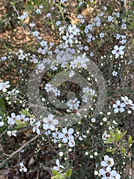 Photo of the Flower of Leptospermum Scoparium Manuka or New Zealand Teatree