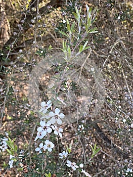 Photo of the Flower of Leptospermum Scoparium Manuka or New Zealand Teatree