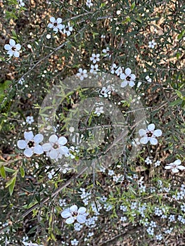 Photo of the Flower of Leptospermum Scoparium Manuka or New Zealand Teatree