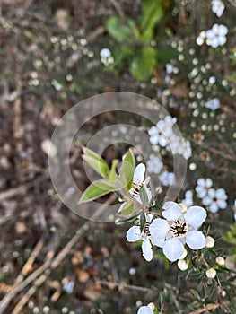 Photo of the Flower of Leptospermum Scoparium Manuka or New Zealand Teatree