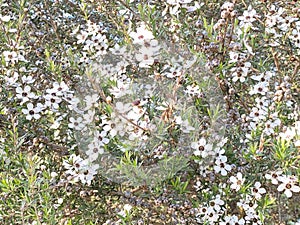 Photo of the Flower of Leptospermum Scoparium Manuka or New Zealand Teatree