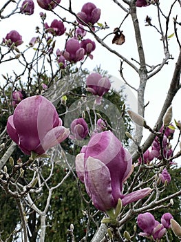 Photo of the Flower of Magnolia Serene