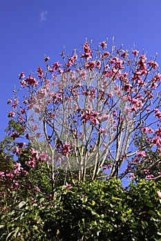 Photo of the Flower of Magnolia Serene