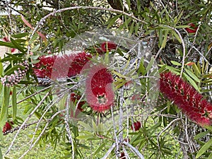 Photo of Flower of Melaleuca Citrina Common Red Crimson or Lemon Bottlebrush