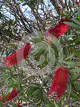 Photo of Flower of Melaleuca Citrina Common Red Crimson or Lemon Bottlebrush