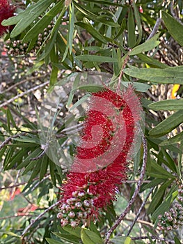 Photo of Flower of Melaleuca Citrina Common Red Crimson or Lemon Bottlebrush