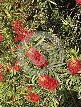 Photo of Flower of Melaleuca Citrina Common Red Crimson or Lemon Bottlebrush