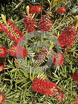 Photo of Flower of Melaleuca Citrina Common Red Crimson or Lemon Bottlebrush