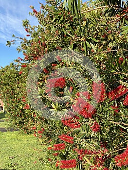 Photo of Flower of Melaleuca Citrina Common Red Crimson or Lemon Bottlebrush