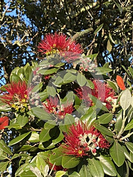Photo of Flower of Metrosideros Excelsa Pohutukawa New Zealand Christmas Tree New Zealand Christmas Bush
