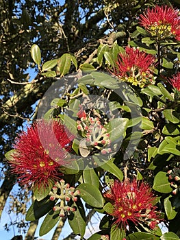 Photo of Flower of Metrosideros Excelsa Pohutukawa New Zealand Christmas Tree New Zealand Christmas Bush photo