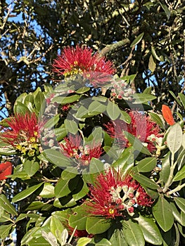 Photo of Flower of Metrosideros Excelsa Pohutukawa New Zealand Christmas Tree New Zealand Christmas Bush photo