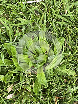 Photo of the Flower of Plantago Lanceolata Ribwort Plantain Narrowleaf Plantain or English Plantain