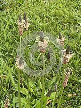 Photo of the Flower of Plantago Lanceolata Ribwort Plantain Narrowleaf Plantain or English Plantain photo