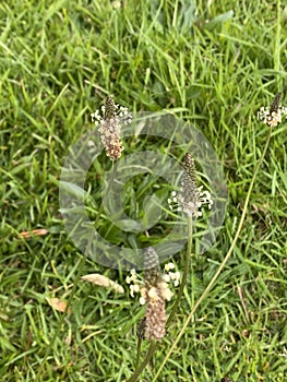 Photo of the Flower of Plantago Lanceolata Ribwort Plantain Narrowleaf Plantain or English Plantain photo