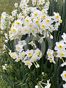 Photo of the Flower of  Poet`s Narcissi or Pheasant`s Eye Narcissus Poeticus