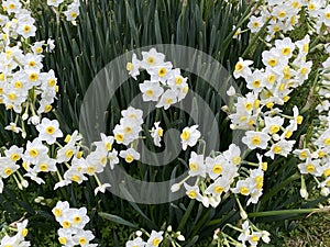 Photo of the Flower of  Poet`s Narcissi or Pheasant`s Eye Narcissus Poeticus