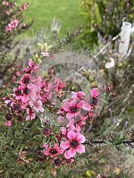 Photo of the Flower of Tea Tree of Manuka Burgundy-Red  or Wiri Donna Cultivar
