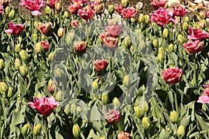 Photo of the flower of Tulips Tulipa