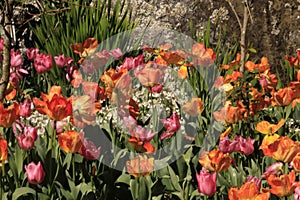 Photo of the flower of Tulips Tulipa