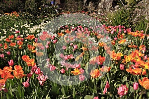 Photo of the flower of Tulips Tulipa