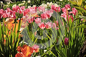 Photo of the flower of Tulips Tulipa