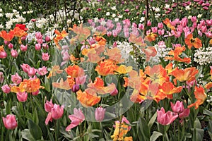 Photo of the flower of Tulips Tulipa