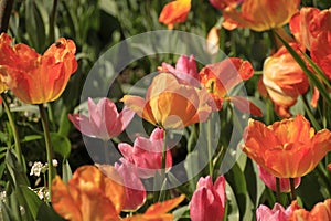 Photo of the flower of Tulips Tulipa