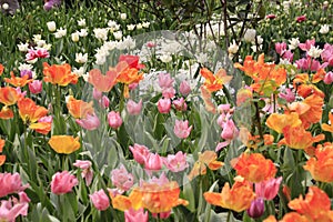 Photo of the flower of Tulips Tulipa