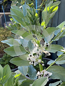 Photo of the Flower of Vicia Faba Faba Bean Fava Bean Horse Bean or Broad Bean