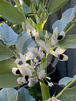 Photo of the Flower of Vicia Faba Faba Bean Fava Bean Horse Bean or Broad Bean