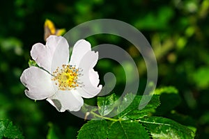 Photo of a flower with white petals and green leaves. Background heavily out of focus