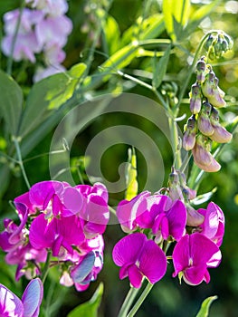 Photo flowering of decorative peas closeup outdoors