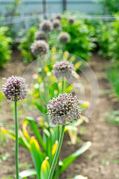 Photo of flowering garlic. Garlic seeds. Garlic on the bed