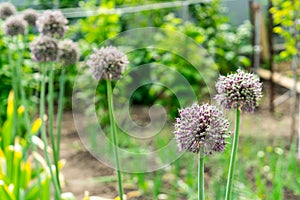 Photo of flowering garlic. Garlic seeds. Garlic on the bed