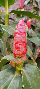 Photo of flowers in front of the gate of the housing.