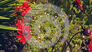 Photo of flowers and garden plants