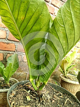 Photo of flowers Gelombang Cinta in the yard