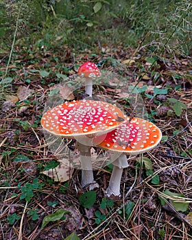 Photo of fly agarics in the forest. Red mushrooms with white polka dots on a background of grass and leaves. Poisonous mushrooms,