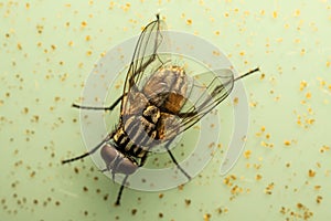 photo of fly on background with golden spots, insect, nuisance, summer