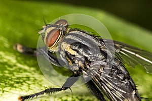 Fly red eyes on leaf extreme closeup photo - fly red eyes macro photo
